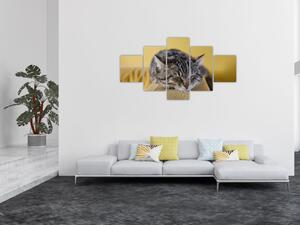 Obraz kota na kanapie (125x70 cm)