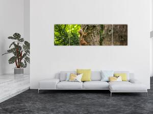 Obraz - wiewiórka (170x50 cm)