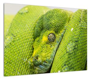 Obraz węża (70x50 cm)