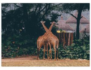 Obraz dwóch żyraf (70x50 cm)
