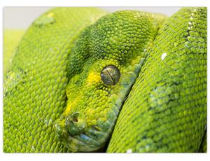 Obraz węża (70x50 cm)