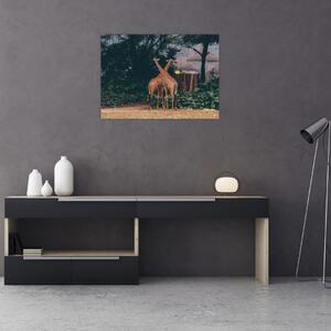Obraz dwóch żyraf (70x50 cm)