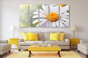 5-częściowy obraz kwiaty margerytki