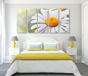 5-częściowy obraz kwiaty margerytki