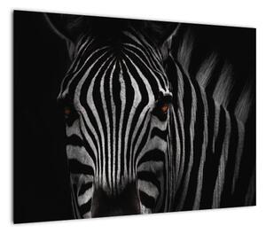 Obraz zebry (70x50 cm)