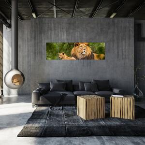 Obraz lwów (170x50 cm)