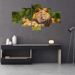 Obraz lwów (125x70 cm)
