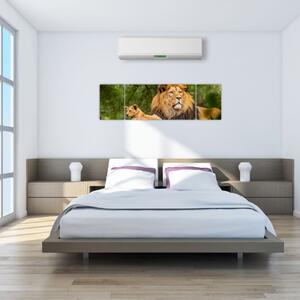 Obraz lwów (170x50 cm)