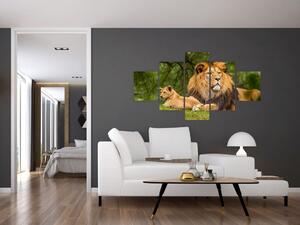 Obraz lwów (125x70 cm)