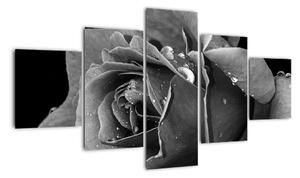 Obraz róży - czarno - biały (125x70 cm)