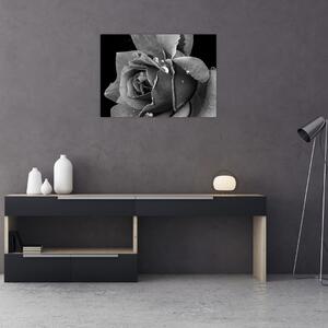 Obraz róży - czarno - biały (70x50 cm)