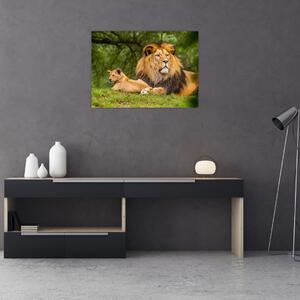 Obraz lwów (70x50 cm)