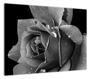 Obraz róży - czarno - biały (70x50 cm)