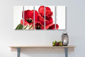 5-częściowy obraz czerwone tulipany w rozkwicie