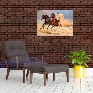 Obraz - Dzikie konie (70x50 cm)