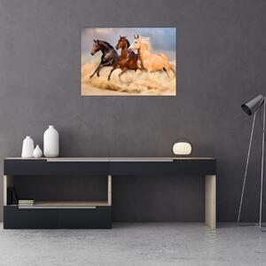 Obraz - Dzikie konie (70x50 cm)