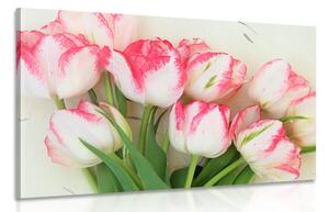 Obraz tulipany wiosenne