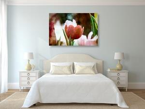 Obraz tulipanowa łąka w stylu retro