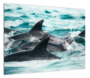 Obraz - Delfiny w oceanie (70x50 cm)