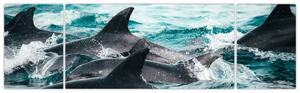 Obraz - Delfiny w oceanie (170x50 cm)
