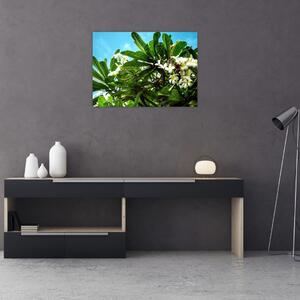 Obraz - Plumeria (70x50 cm)