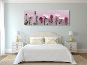 Obraz kompozycja z różowych chryzantem