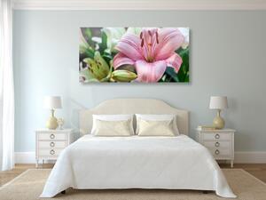Obraz różowa lilia w rozkwicie