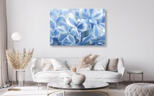 Obraz kwiaty hortensji w kolorze niebieskim i białym