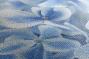 Obraz niebiesko-białe kwiaty hortensji
