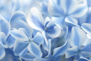 Obraz kwiaty hortensji w kolorze niebieskim i białym