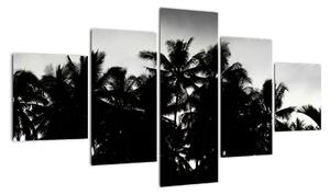 Obraz czarno - biały - palmy (125x70 cm)