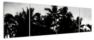 Obraz czarno - biały - palmy (170x50 cm)