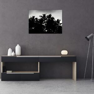 Obraz czarno - biały - palmy (70x50 cm)