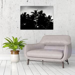 Obraz czarno - biały - palmy (70x50 cm)