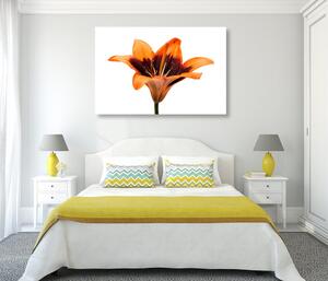 Obraz lilia pomarańczowa