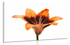 Obraz lilia pomarańczowa
