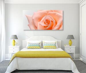 Obraz róża brzoskwiniowa