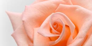 Obraz róża brzoskwiniowa