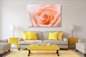 Obraz róża w odcieniu brzoskwiniowym