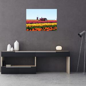 Obraz farmy tulipanów (70x50 cm)