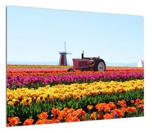 Obraz farmy tulipanów (70x50 cm)