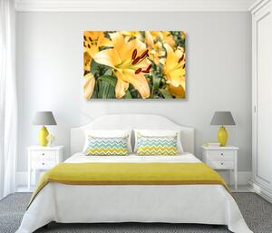 Obraz żółta lilia