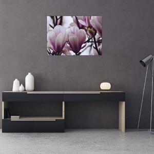 Obraz - Magnolia (70x50 cm)