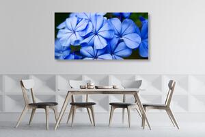 Obraz malownicze niebieskie kwiaty