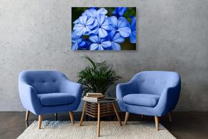 Obraz dzikie niebieskie kwiaty