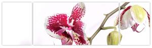 Obraz kwiatu orchidei (170x50 cm)