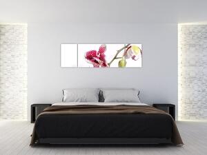 Obraz kwiatu orchidei (170x50 cm)