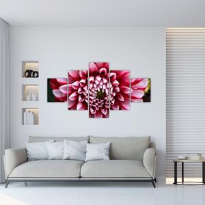 Obraz różowej dalii (125x70 cm)