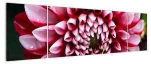 Obraz różowej dalii (170x50 cm)