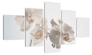 Obraz białej orchidei (125x70 cm)